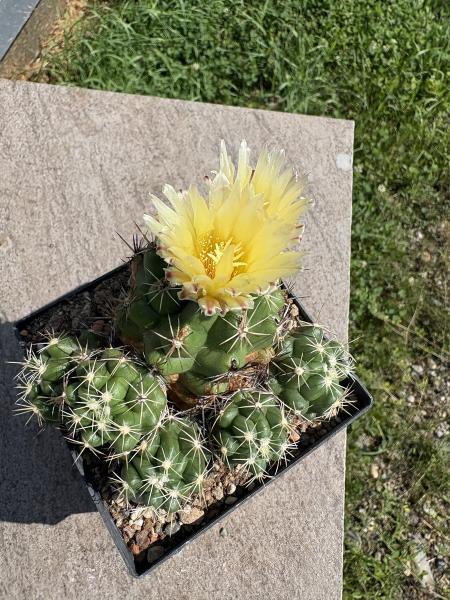 Thelocactus leucacanthus